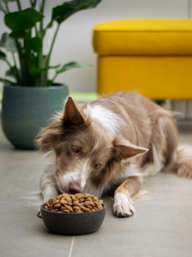 Managing Dog Food Aggression