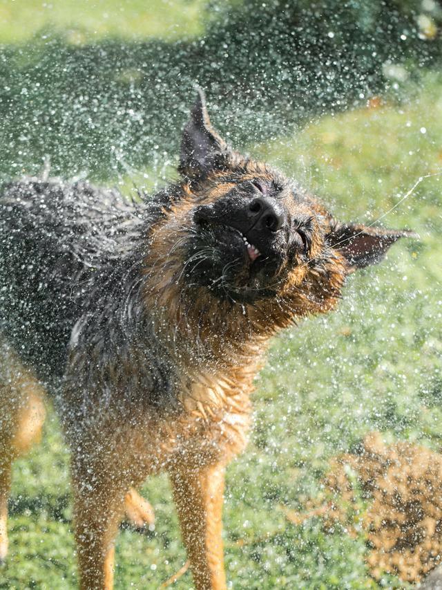 Managing Dog Heat Cycles