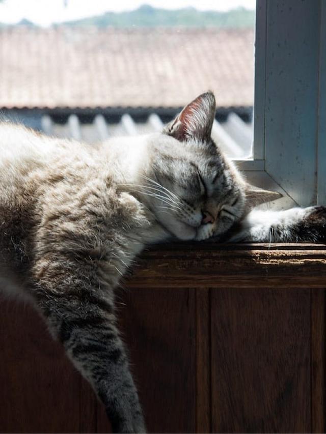 Mysterious World of Feline Friends