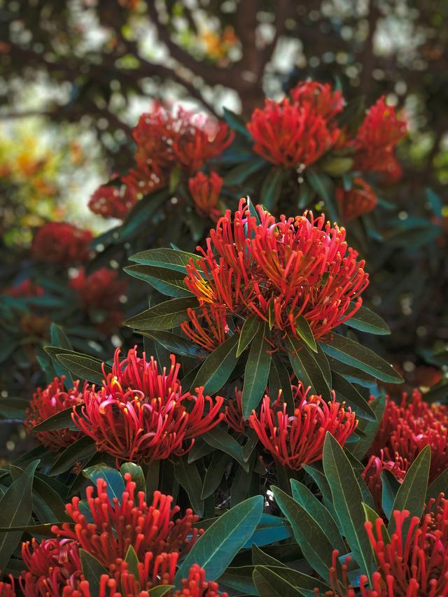 Native perennial flowers for underplanting to promote biodiversity.