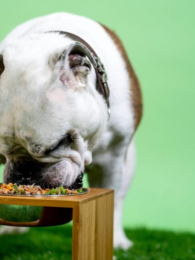 Nutrition Tips for Dogs