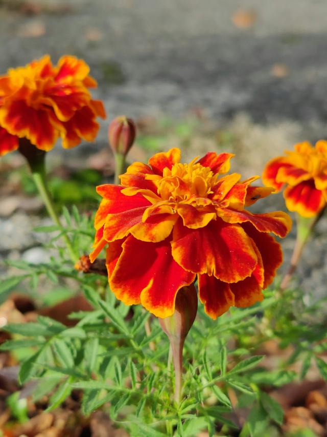 Perennial Flowers That Bloom in Fall