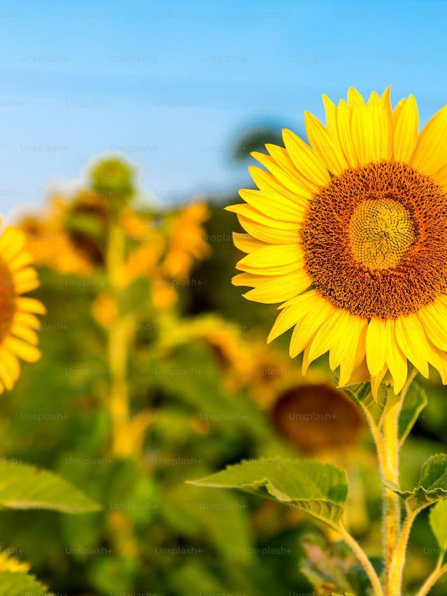 Perennial Flowers That Bloom in Late Summer