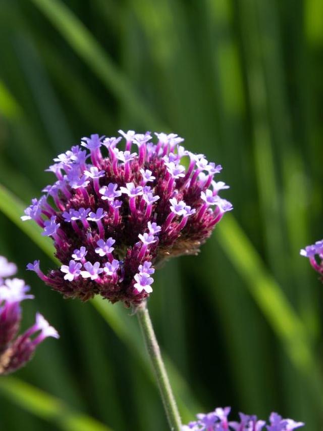 Perennial Flowers That Love Full Sun