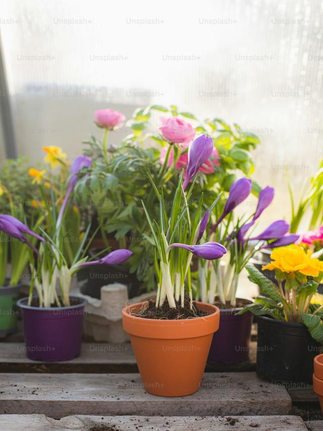 Perennial Flowers That Thrive in Containers