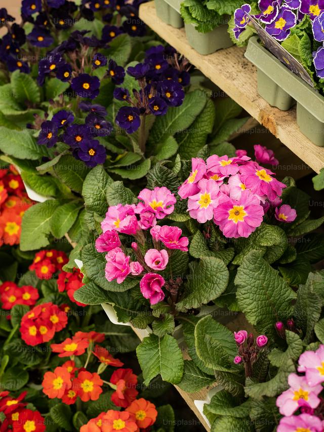 Perennial Flowers for All-Season Gardens