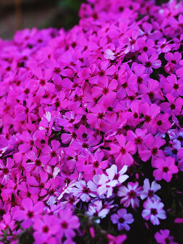 Perennial Flowers for Clay Soil