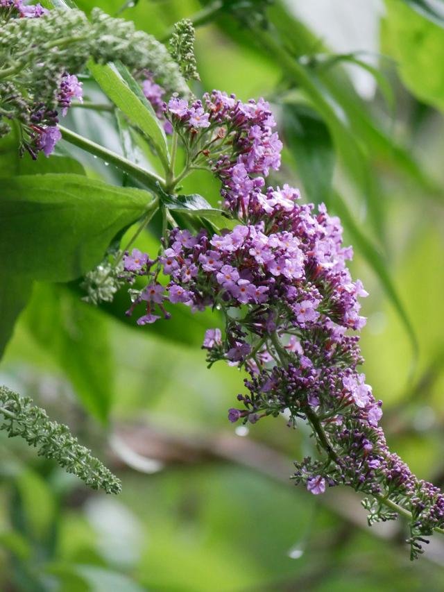 Perennial Flowers for Coastal Wind Resistance