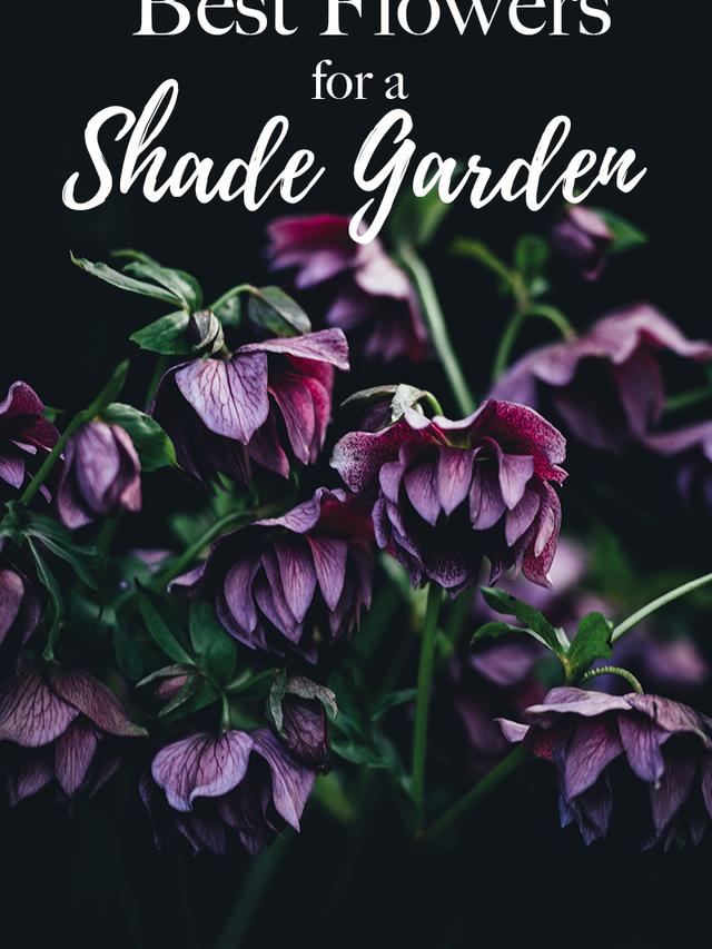 Perennial Flowers for Dry Shade