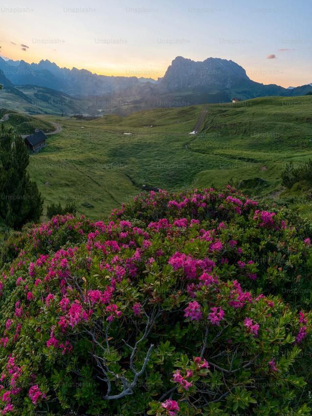 Perennial Flowers for Hillsides and Slopes