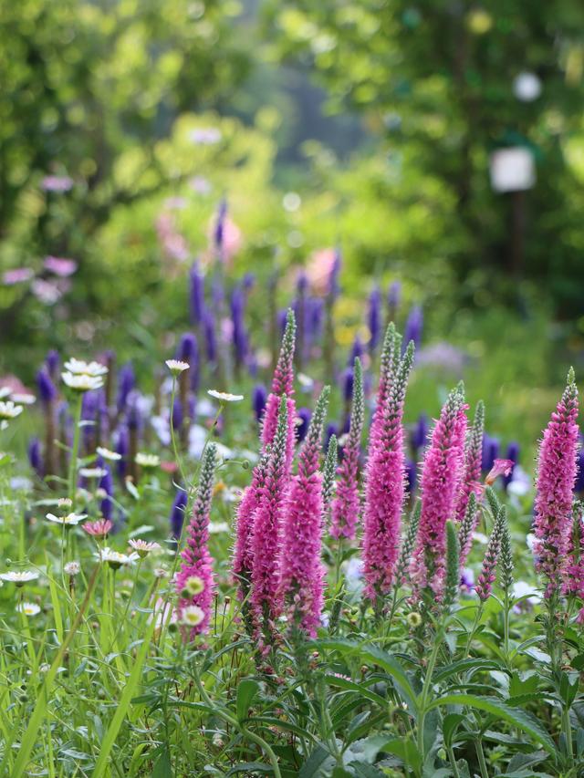 Perennial Flowers for Path Edging