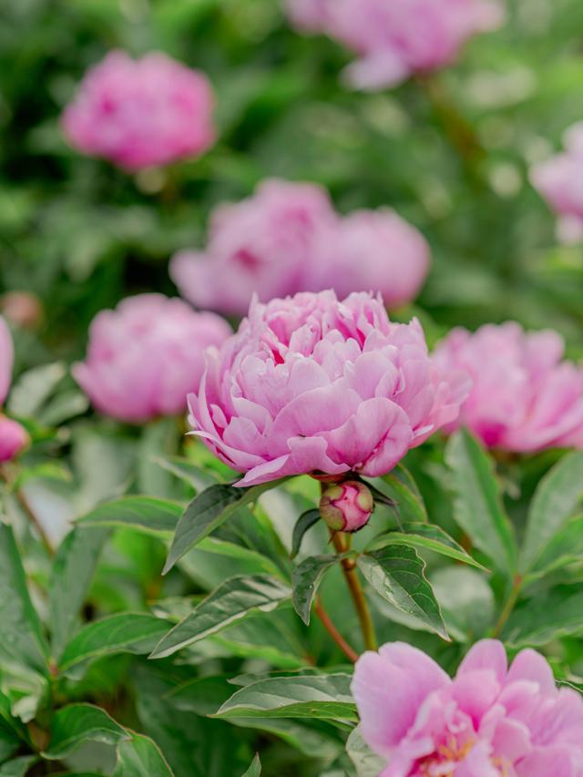 Perennial Flowers for Slope Gardening