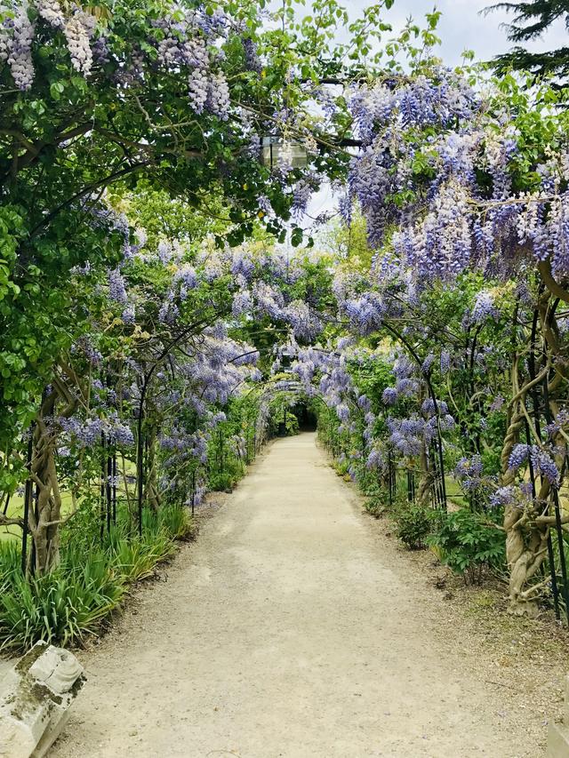 Perennial Flowers for Suburban Gardens