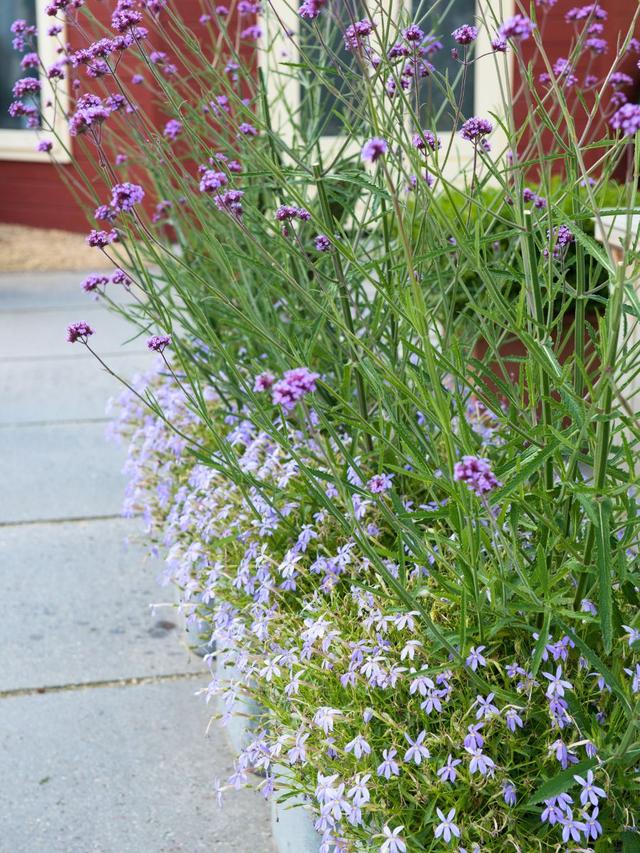 Perennial Flowers for Therapeutic Gardens