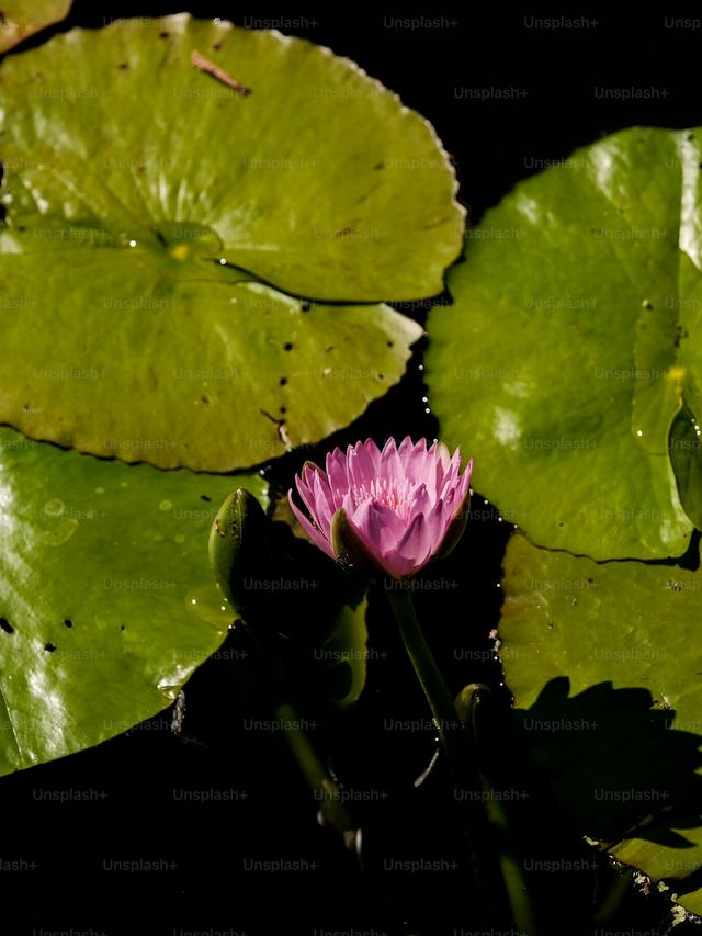 Perennial Flowers for Wet, Boggy Areas