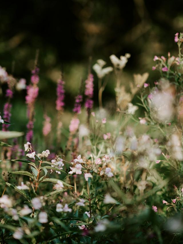 Perennial Flowers for Wildlife Gardens