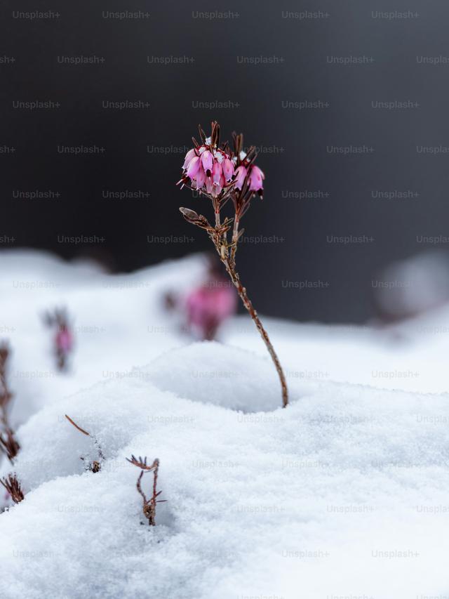 Perennial Flowers for Winter Color