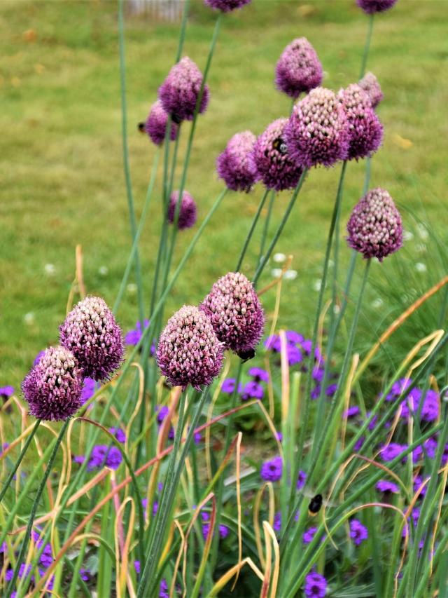 Perennial bulbs and corms for early season blooms combined with annuals.