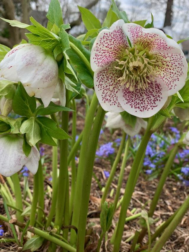 Perennial flowers with variegated foliage for underplanting.