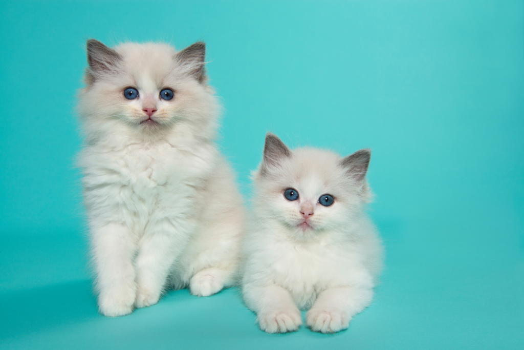 Adopting the Right Cat Breed for Your Lifestyle