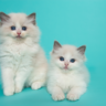 Adopting the Right Cat Breed for Your Lifestyle