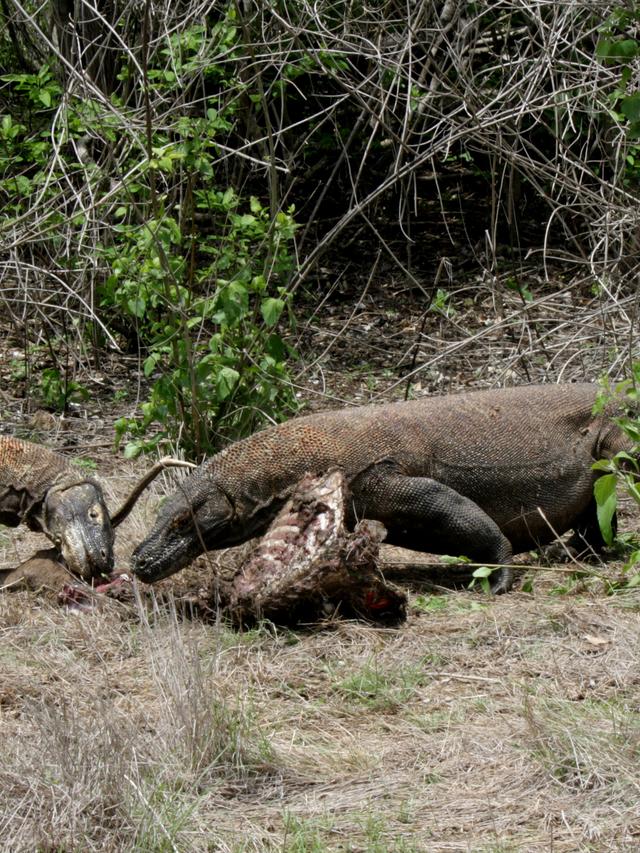 Rare Encounters with Komodo Dragons