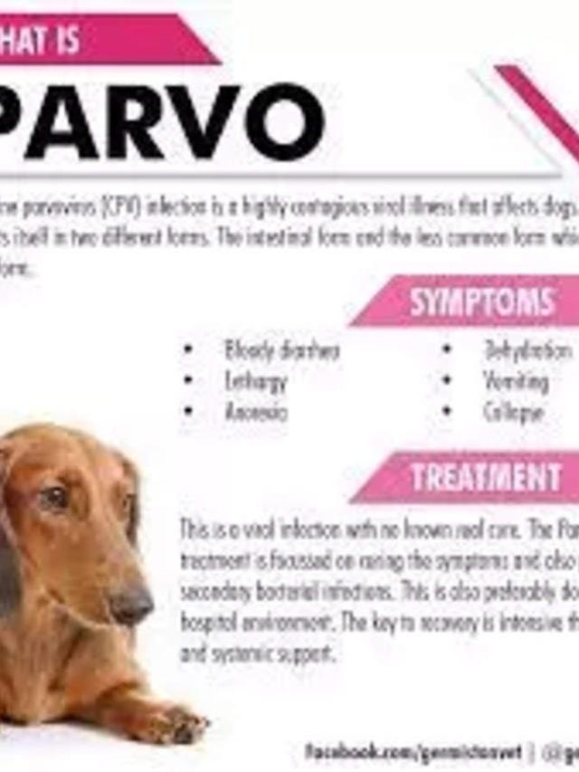 Recognizing Parvovirus Symptoms