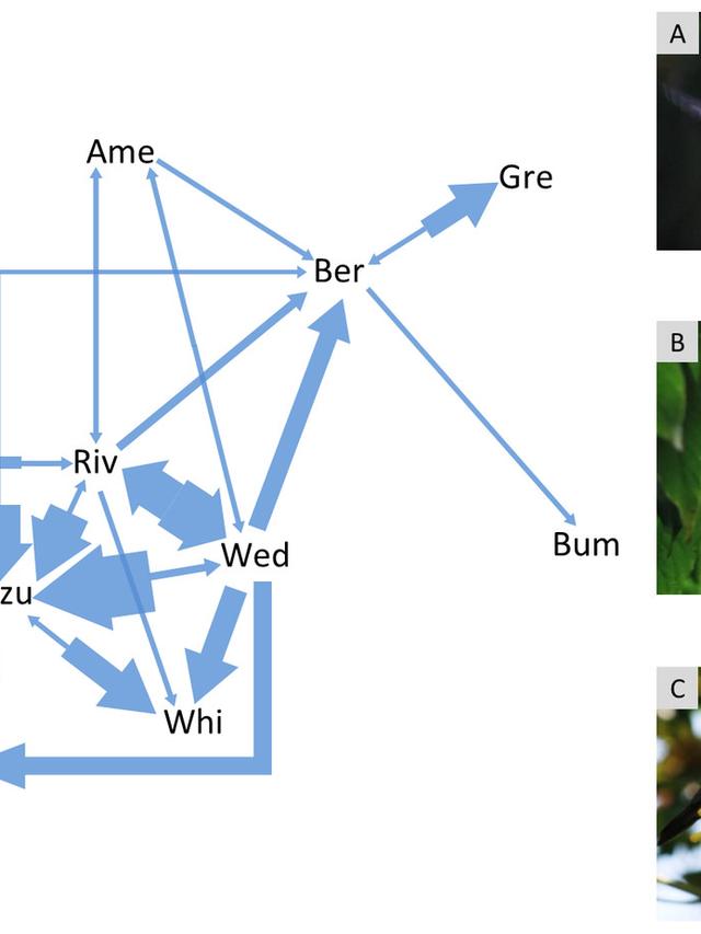 Research Advances in Understanding Hummingbird Interactions Within Food Chains