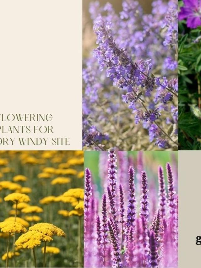 Seasonal Guide to Planting and Caring for Perennial Flowers in Windy Climates