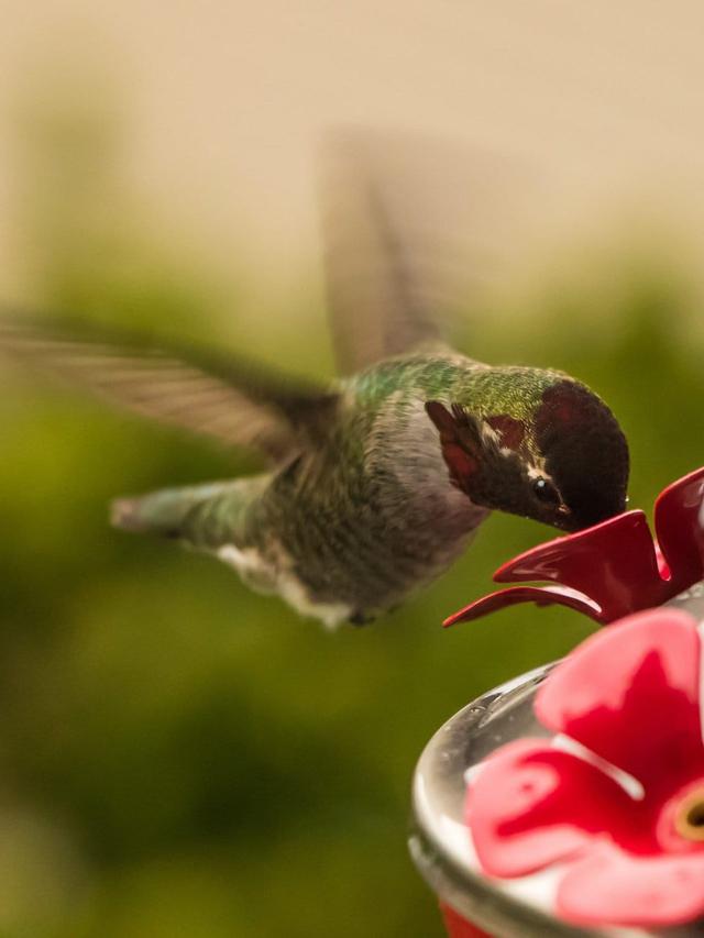 Setting Up a Hummingbird Feeder: Best Practices for Beginners