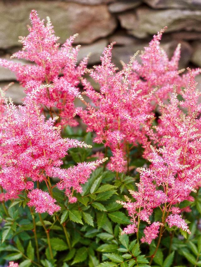 Shade-tolerant perennial flowers suitable for underplanting.