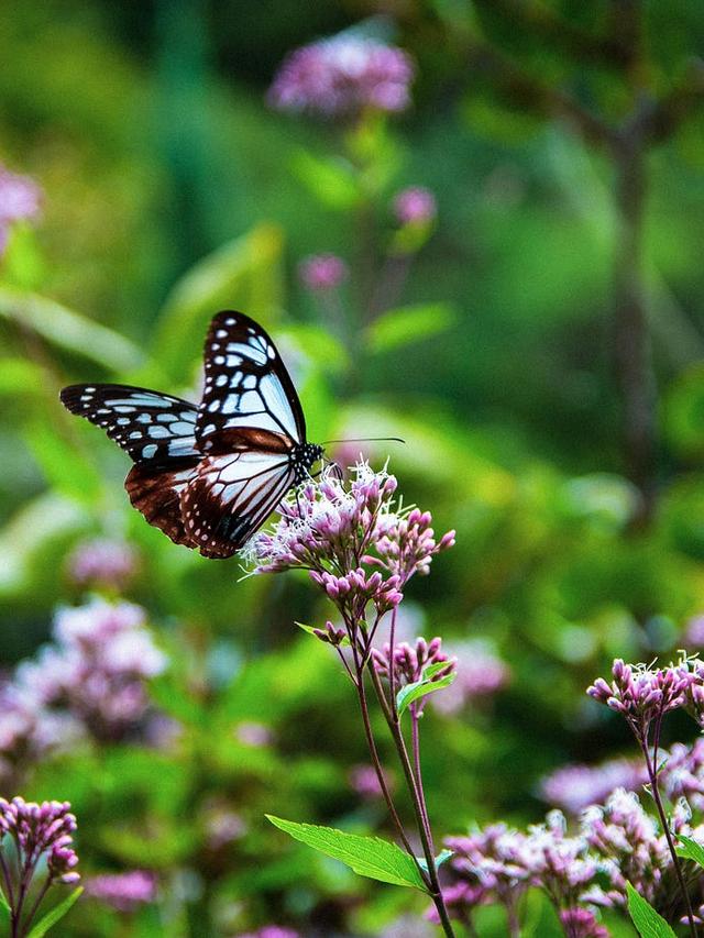 Step-by-Step Guide to Creating a Butterfly Garden in Your Backyard