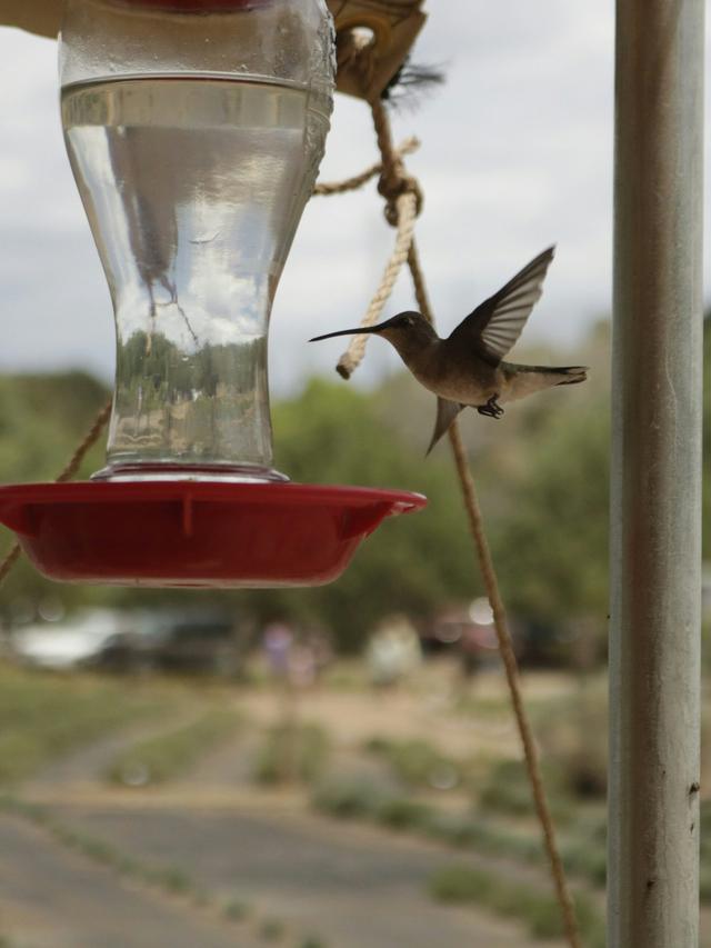 Step-by-Step Guide to Installing a Hummingbird Feeder