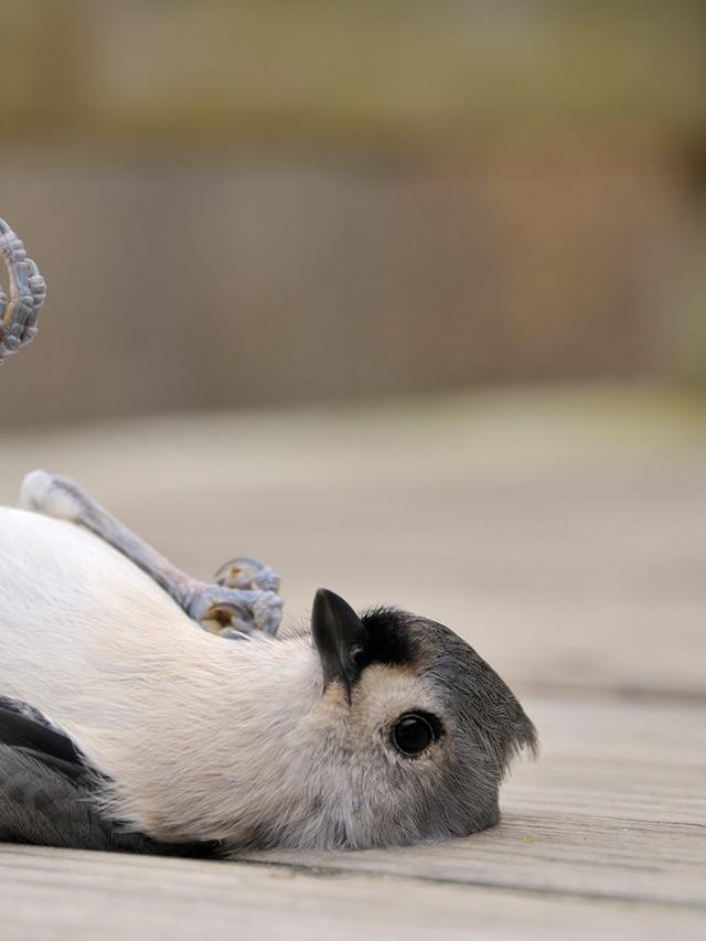 Step-by-Step Guide to Rescuing and Caring for Injured Birds