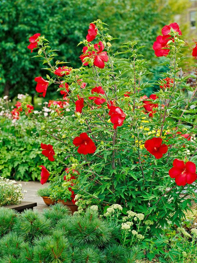 Summer-Blooming Perennials That Add Height and Structure to Your Garden