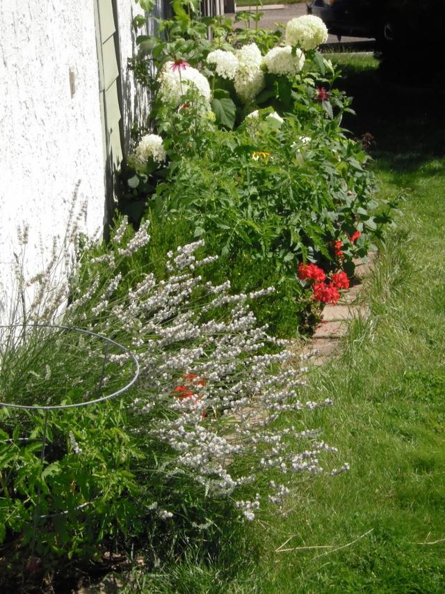 Summer-Blooming Perennials for Rock Gardens and Slopes