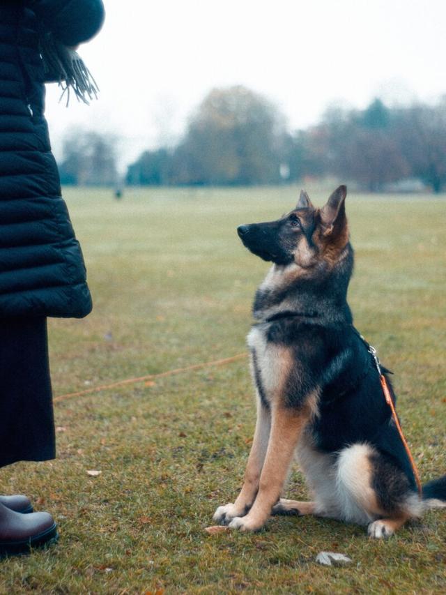 Teaching Basic Commands