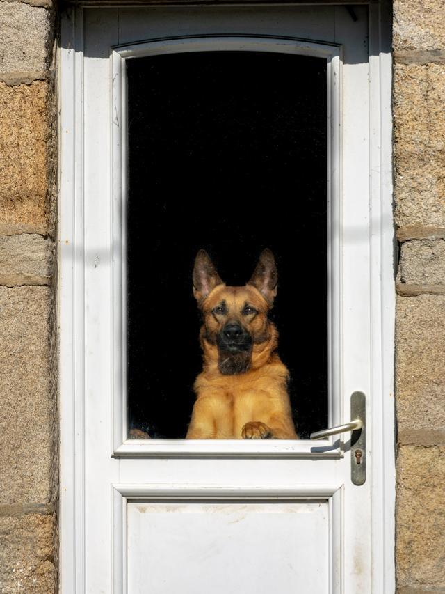 Teaching Your Dog to Close Doors