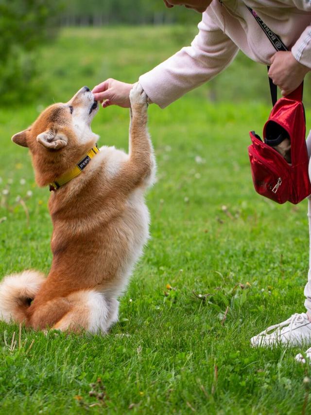 Teaching Your Dog to Shake