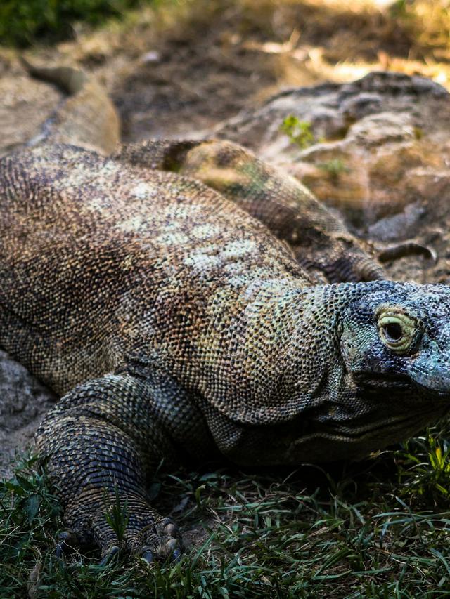 Territorial Communication in Komodo Dragons