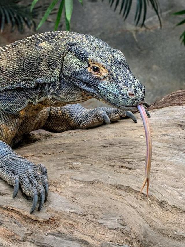 The Adaptation of Komodo Dragons to Climate Variability