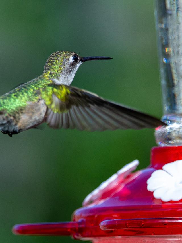 The Benefits of Using Glass vs. Plastic Hummingbird Feeders