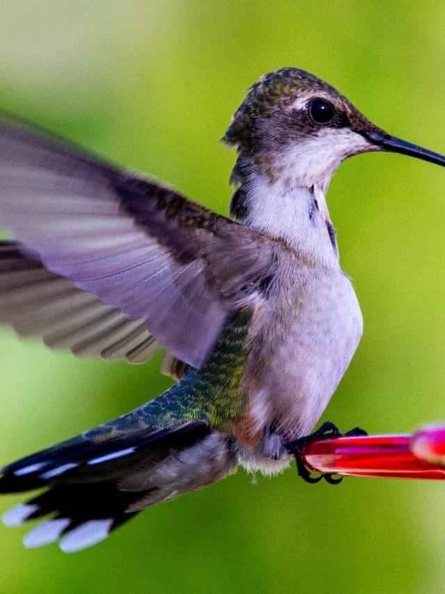 The Benefits of Using a Fishing Line to Hang Hummingbird Feeders and Deter Ants