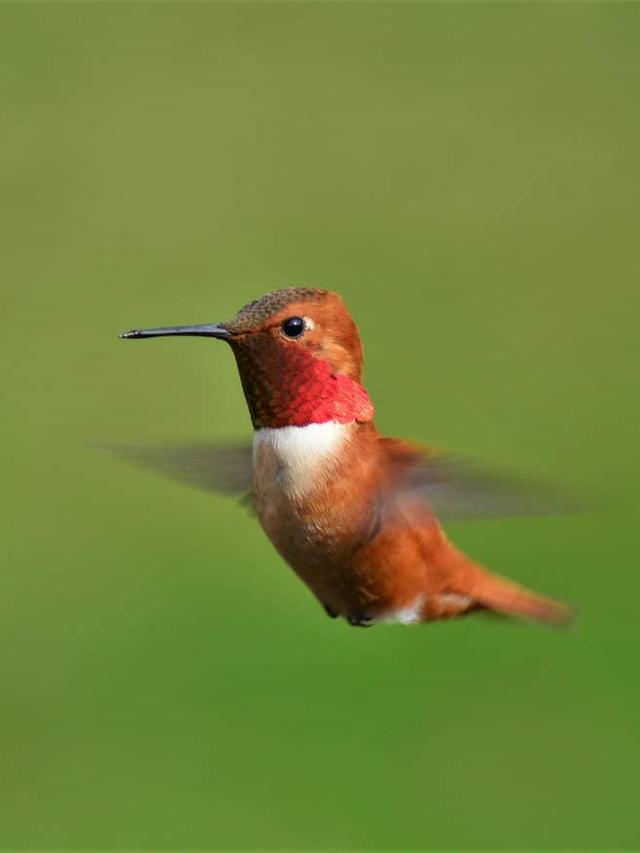 The Benefits of Watching Hummingbirds