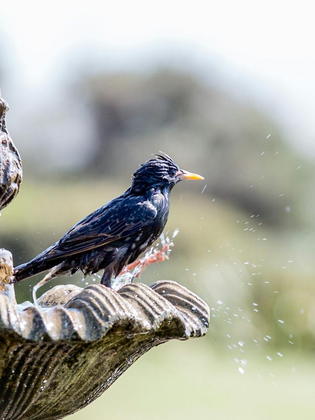 The Best Bird Baths for Attracting Rare and Exotic Birds