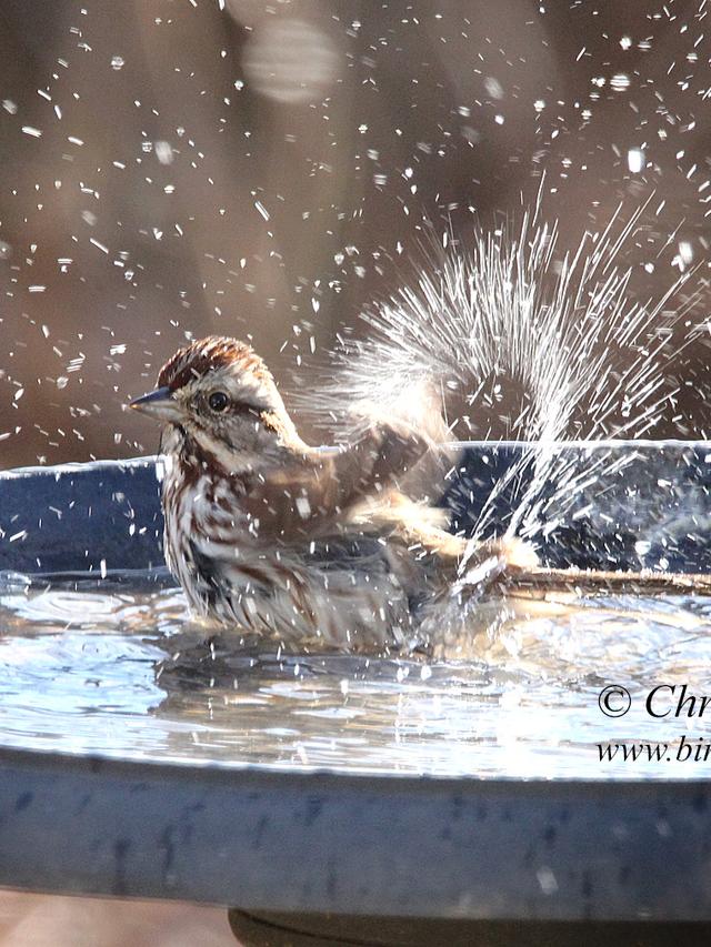 The Best Bird Baths for Attracting Waterfowl and Shorebirds