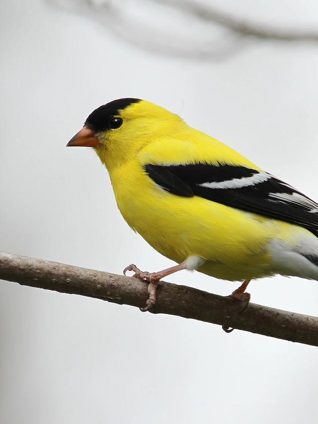 The Best Bird Identification Apps for Different Regions and Countries