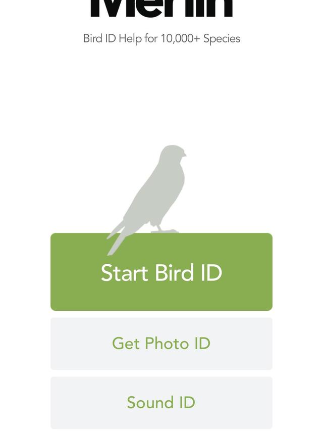 The Best Bird Identification Apps for Identifying Migratory Birds