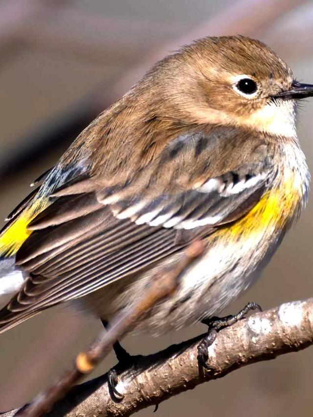 The Best Bird Identification Apps with Audio Recognition Features