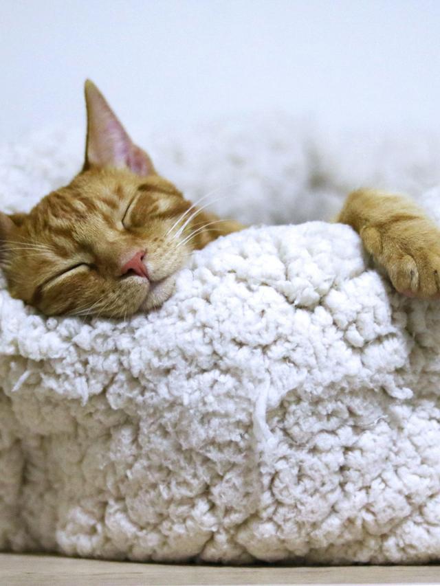 The Best Cat Beds for Comfort